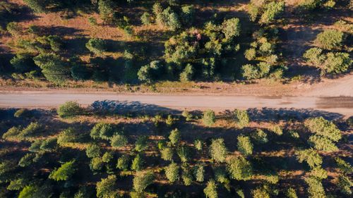 Free Drone shot capturing a forest road lined with lush green trees from above. Stock Photo