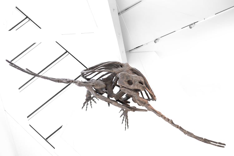 Bones Of An Extinct Turtle On Display In A Museum