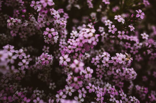 무료 꽃 사진, 보라색 꽃, 식물군의 무료 스톡 사진