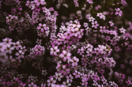 Free A detailed close-up shot of pink blossoms creating a vibrant floral scene. Stock Photo