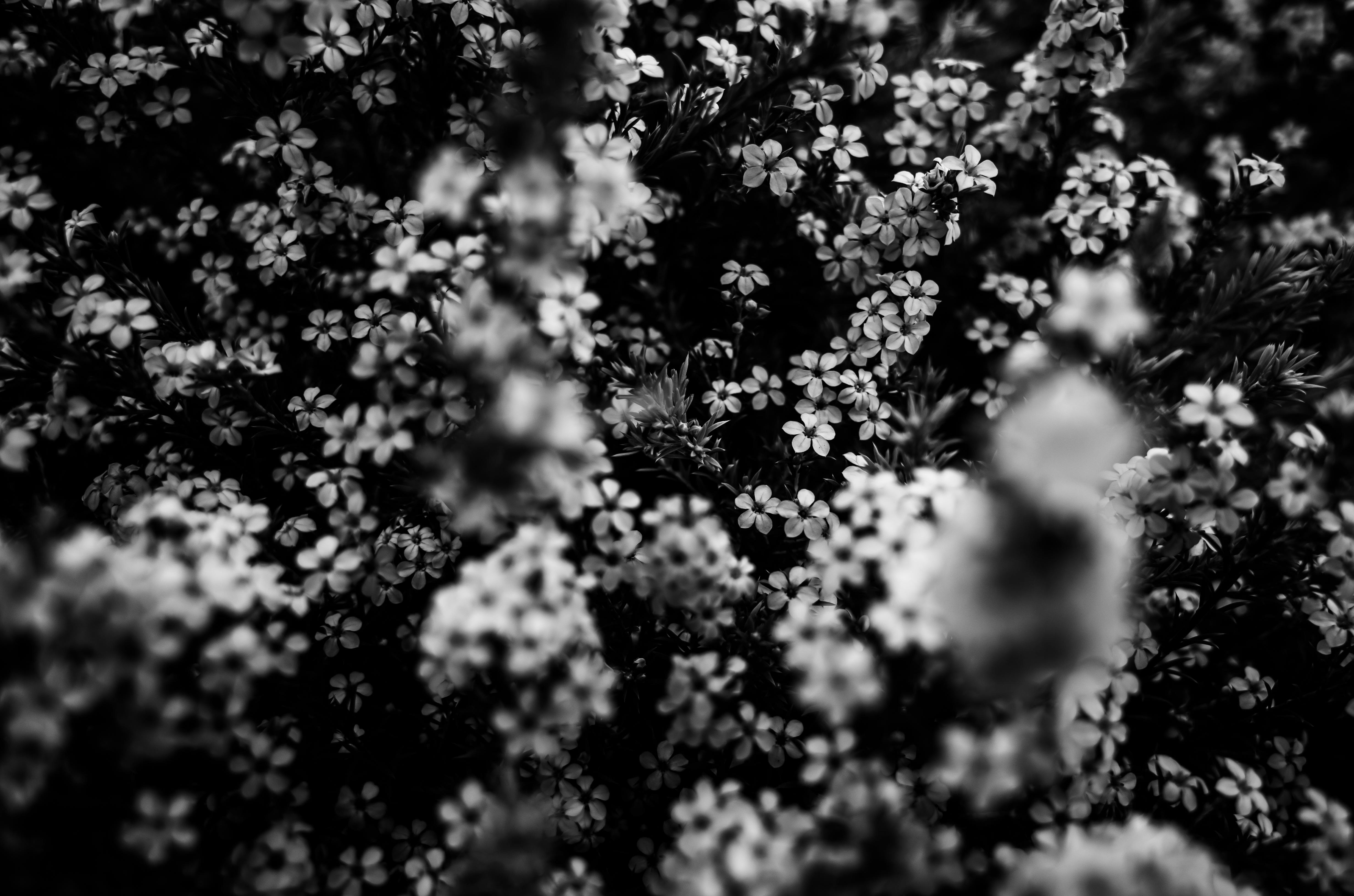 Grayscale Photo of Flowers · Free Stock Photo