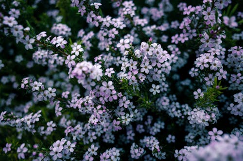 Purple Flowers in Tilt Shift Lens