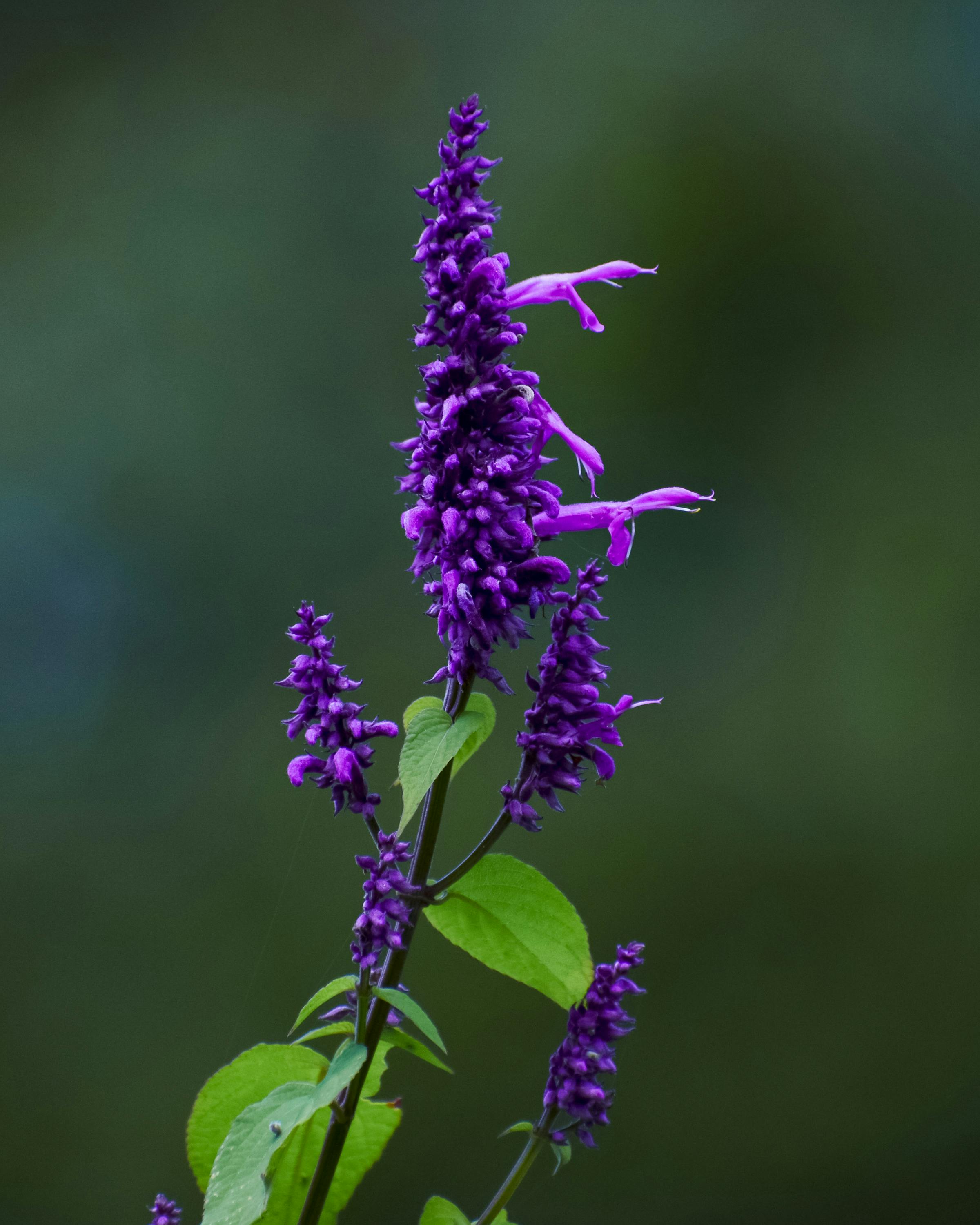 Salvia