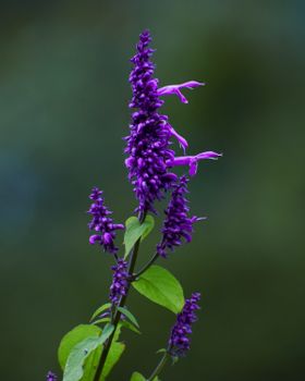 murasaki gromwell purple plant