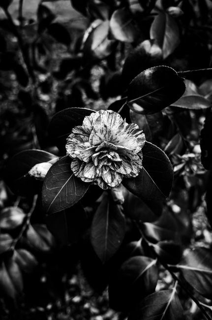 Striking black and white photo of a camellia flower in full bloom, showcasing elegant floral details.