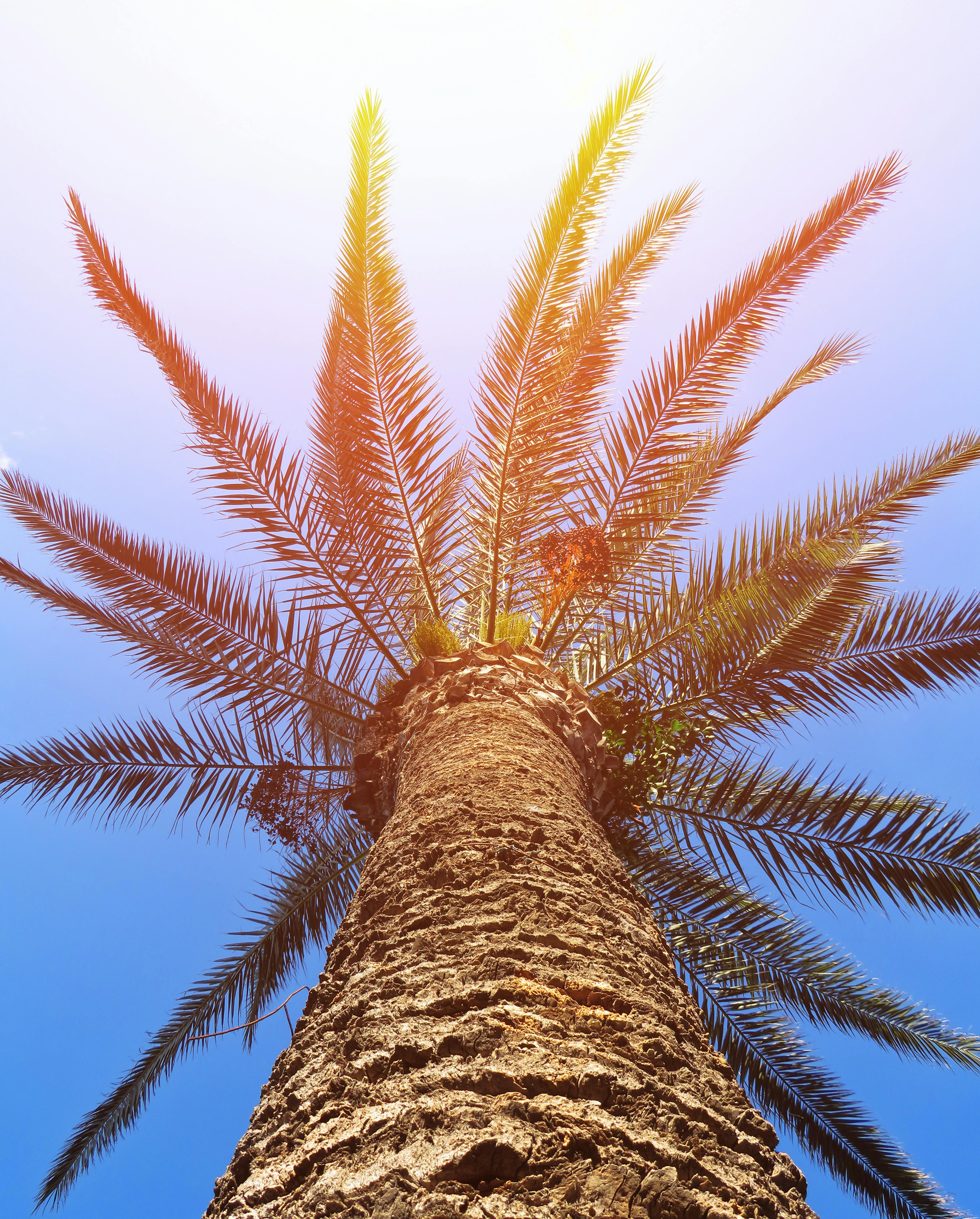 Free stock photo of palm, palm tree, sunshine