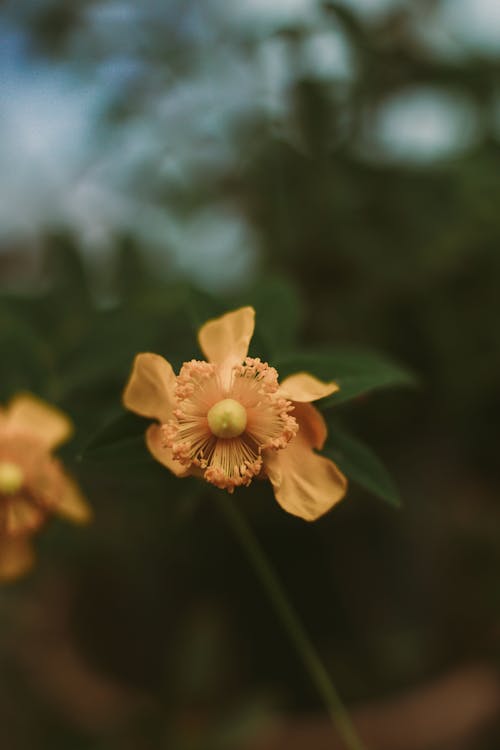 A Yellow Flower in Close-Up Photography