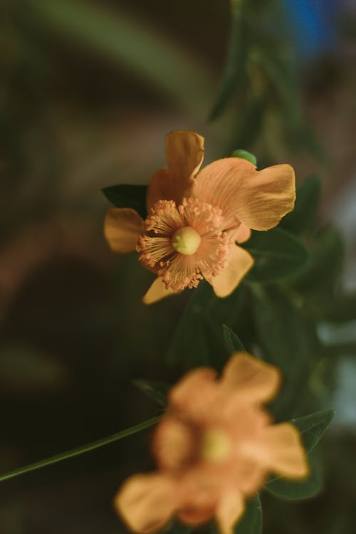 Close-Up Photograph of a Yellow Flower