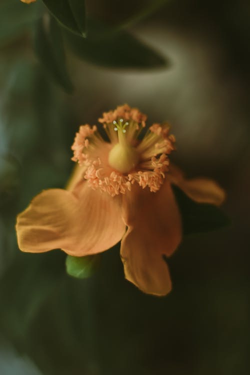 Darmowe zdjęcie z galerii z delikatny, flora, głębia pola