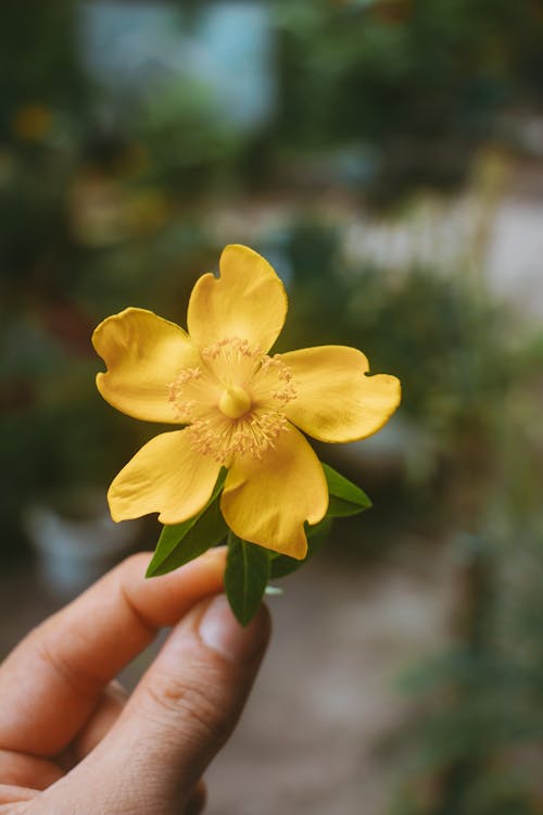 Close-Up Shot of a Person Holding a Yellow Flower