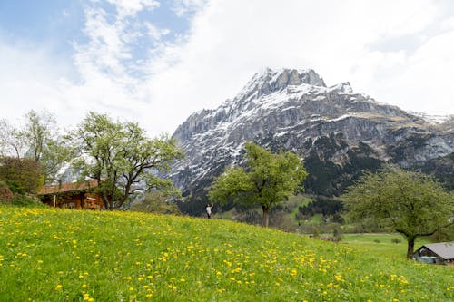 Kostnadsfri bild av berg, blommor, blomsteräng