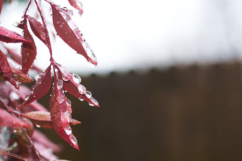 Gros Plan De La Photographie De Feuilles Rouges