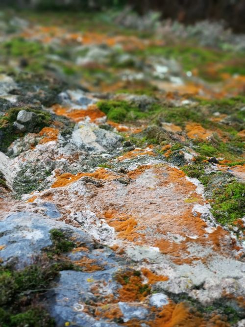 Free Vibrant lichen and moss create a stunning texture on a rugged rock surface outdoors. Stock Photo