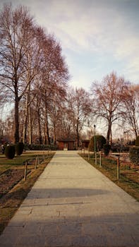 秋季的公园宁静，石道两旁树木稀疏，阳光柔和