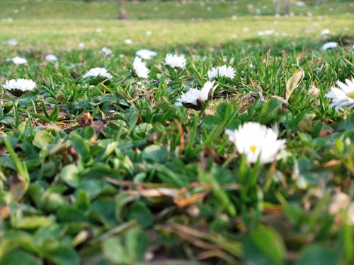 Free stock photo of mother nature