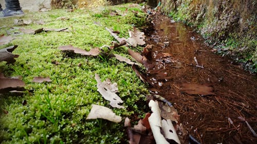 Free stock photo of mother nature