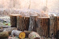 Depth of Field Photography of Brown Tree Logs