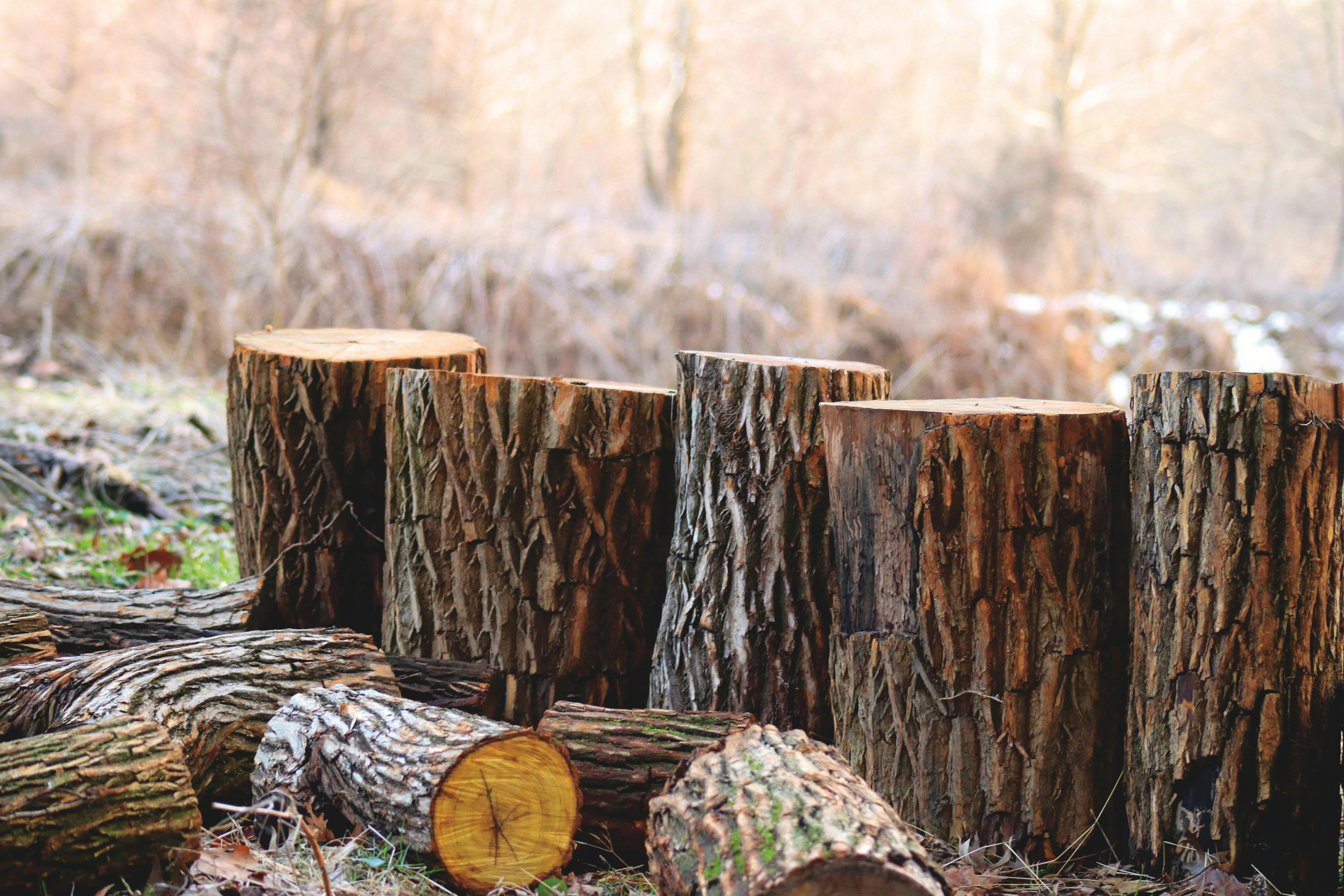 Foto stok gratis tentang alam, batang kayu, batang pohon