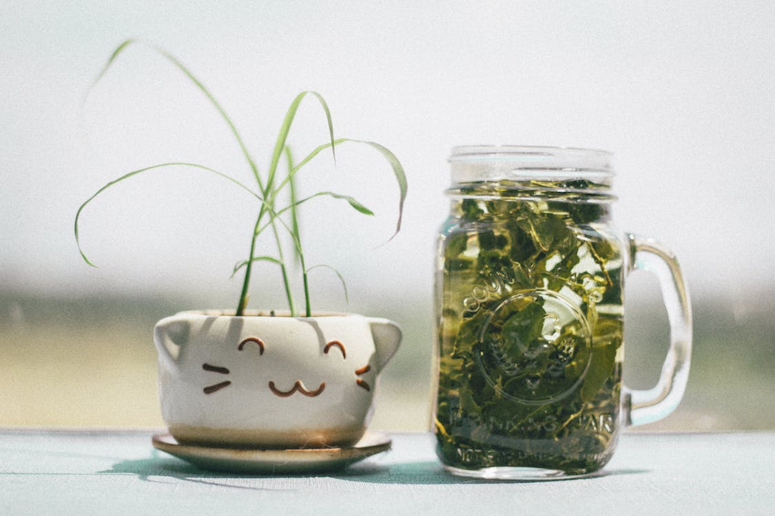 Green Leafed Plant Beside Clear Glass Mg