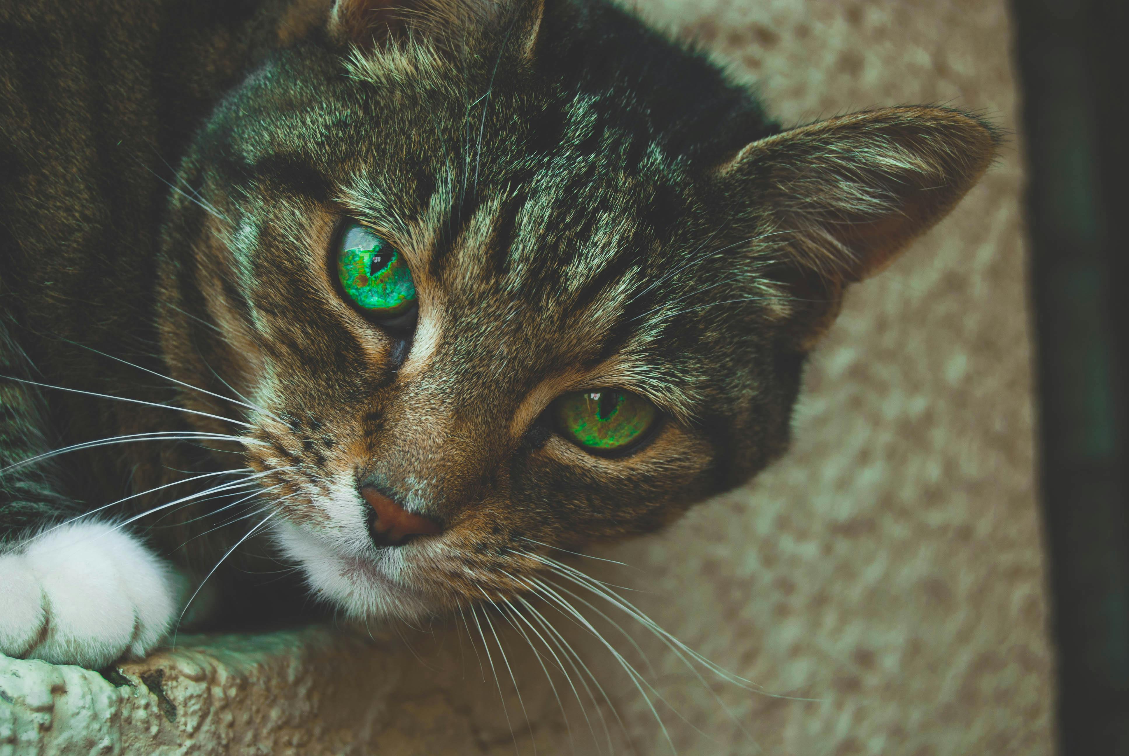 grey tabby cat with green eyes