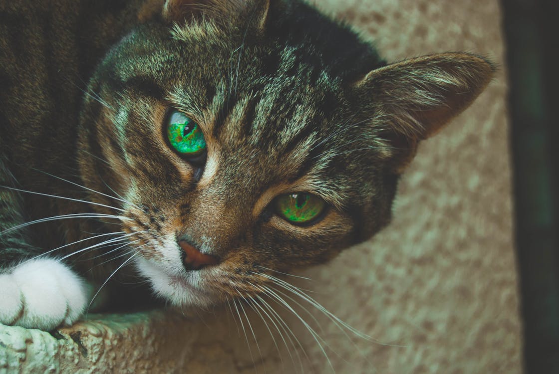 brown tabby cat with green eyes