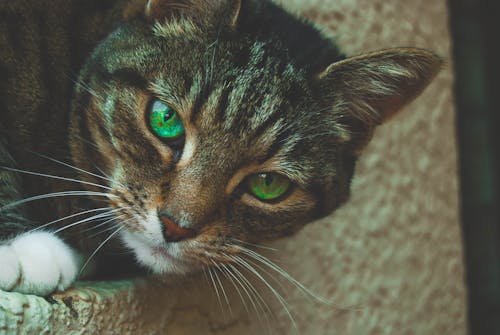 бесплатная Серый полосатый кот с зелеными глазами Стоковое фото