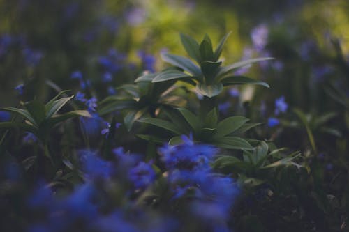 藍色開花的綠色植物