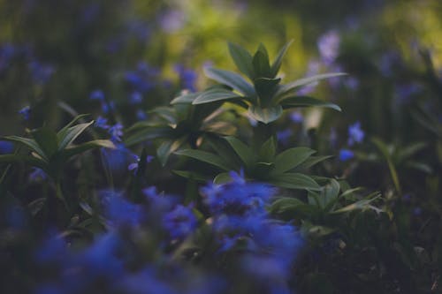 Kostnadsfri bild av anläggning, blommor, flora