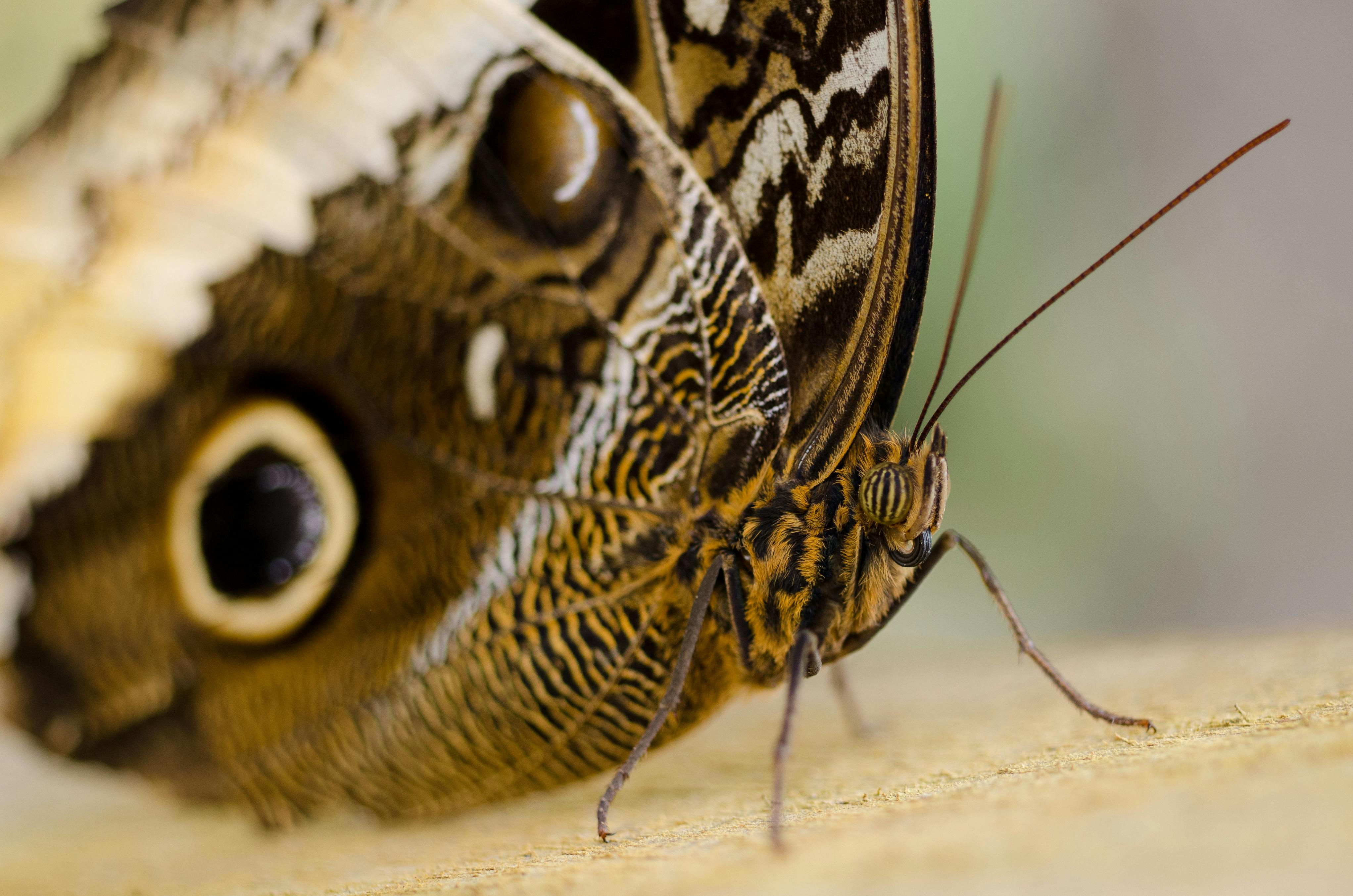 Close Up Photography Of Brown Butterfly On Brown Surface Free