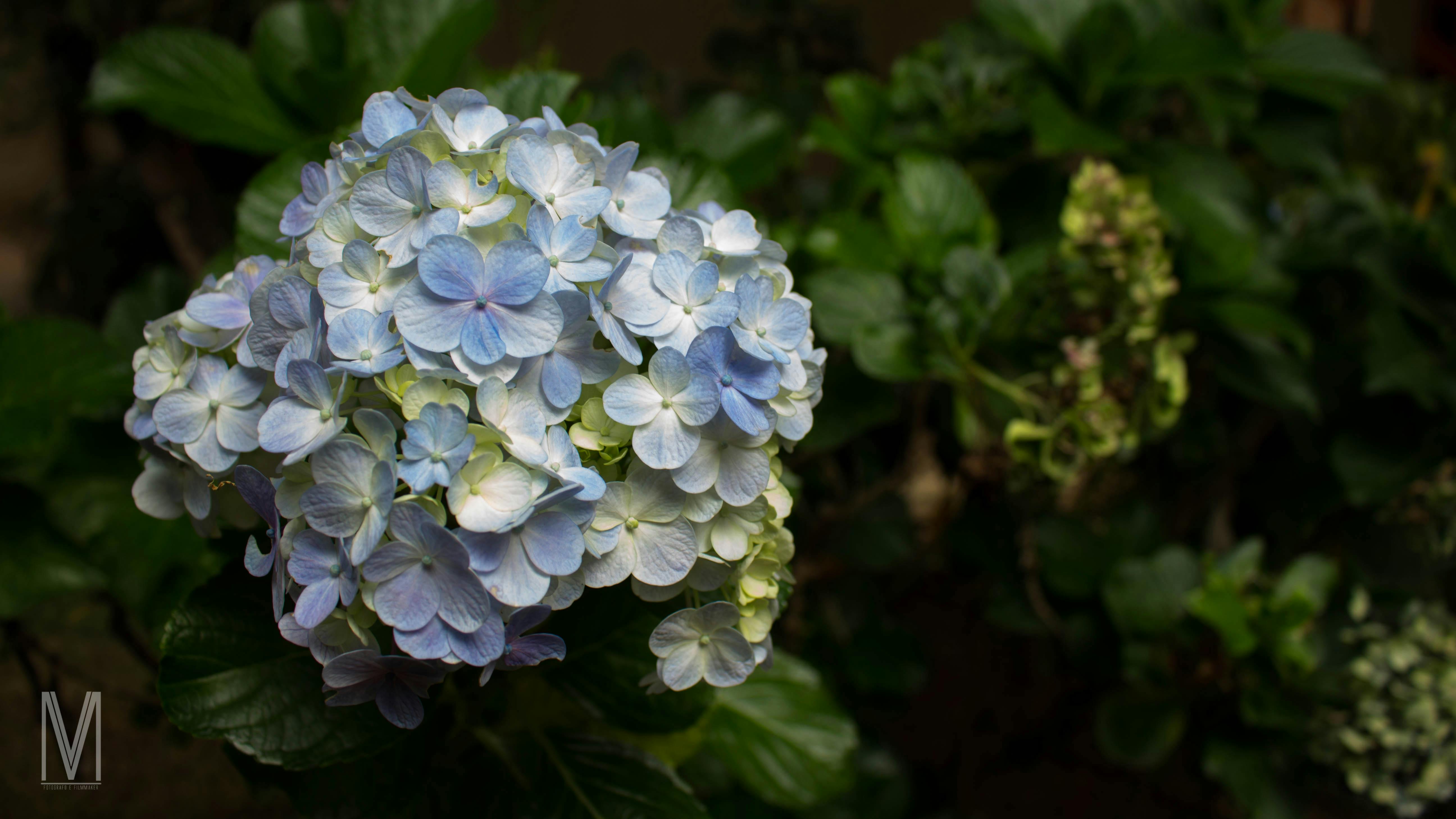 Imagine De Stoc Gratuită Cu Buchet De Flori Flori Albastre
