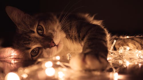 無料 白いひもライトの上に横たわっている灰色のぶち猫 写真素材
