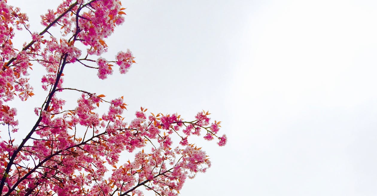 Gratis Cherry Blossom Tree Foto a disposizione
