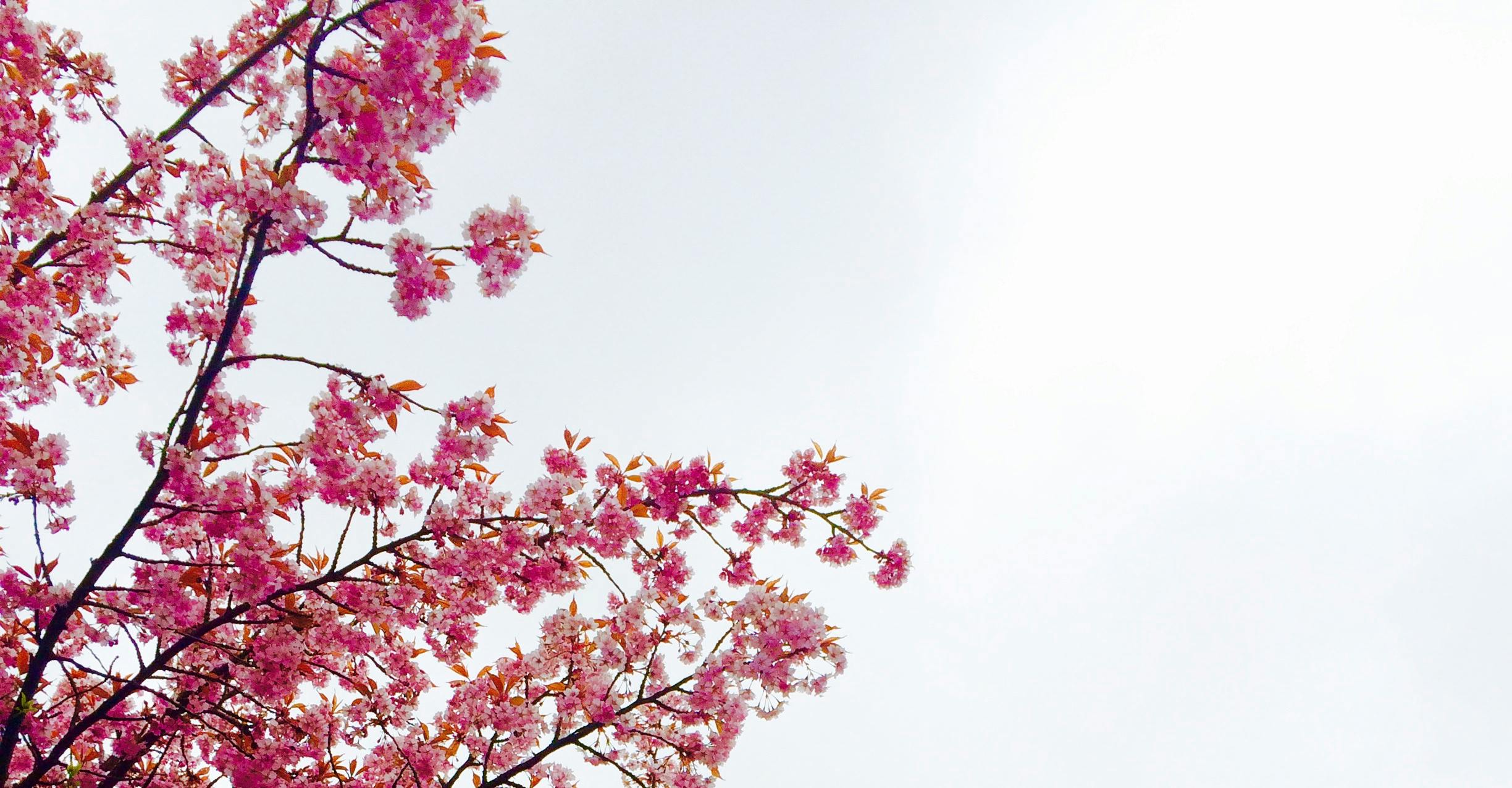 cherry blossom tree wallpaper