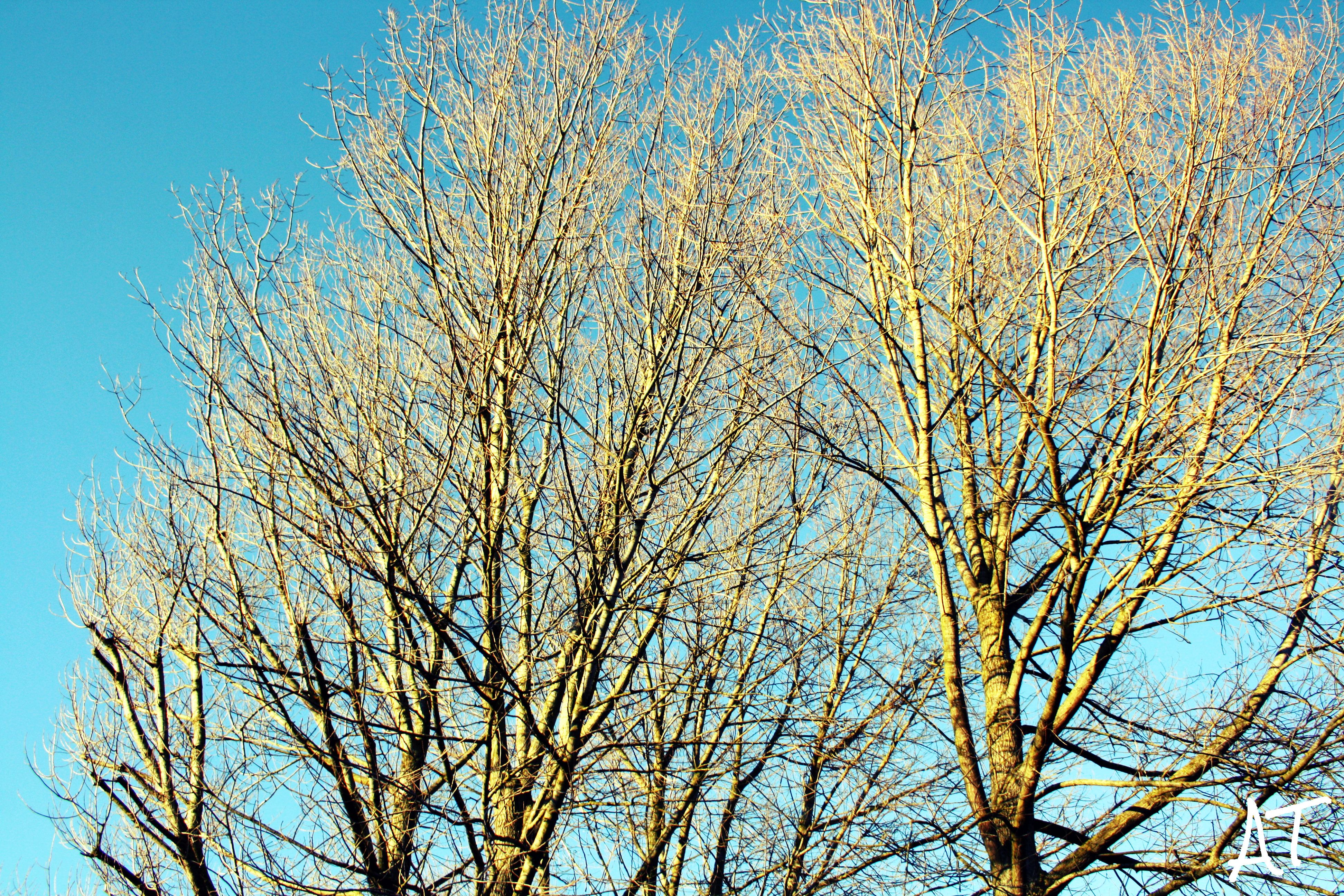 Leafless Tree Under Blue Sky at Daytime · Free Stock Photo