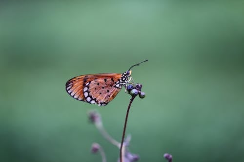 бесплатная коричнево черная мелкофокусная фотография бабочки Стоковое фото