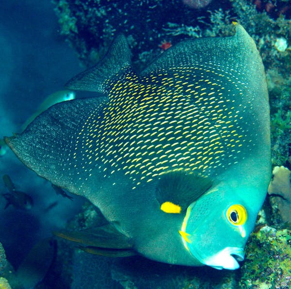 첫 충전 혜택 요약 다양한 이벤트 - 슬롯전략