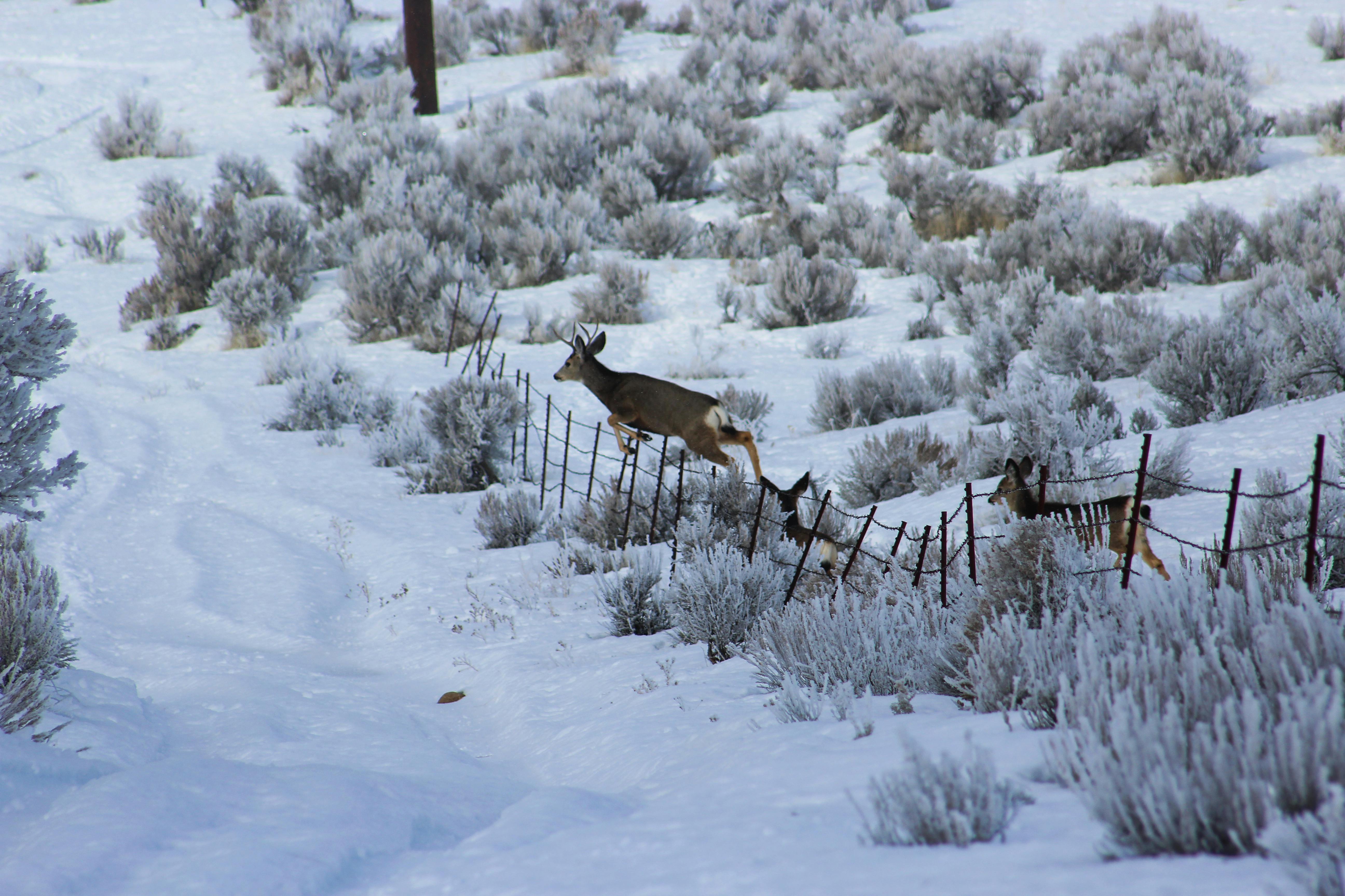Free stock photo of buck, deer, winter