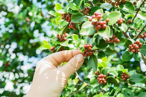 Buah Kopi Hitam Dipetik Saat Siang Hari