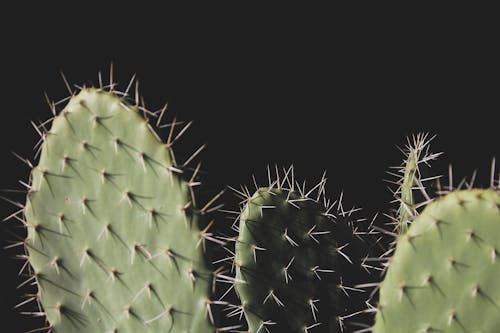 Close-up Photo of Three Green Cactus Plants