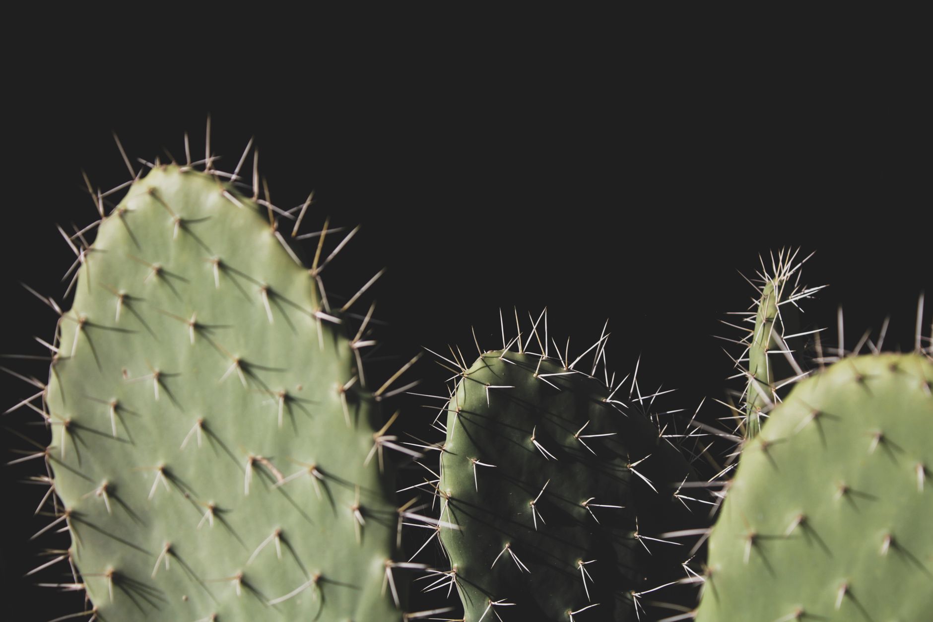 Detailed close-up of prickly pear cactus showing sharp spines against a dark background.