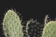 在黑暗背景下，花椒仙人掌的详细特写镜头显示出锋利的刺