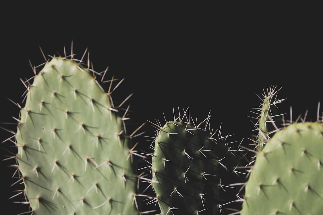 Close-up Photo of Three Green Cactus Plants