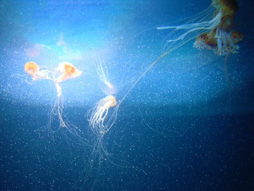 Fotos de stock gratuitas de acuario, agua, azul