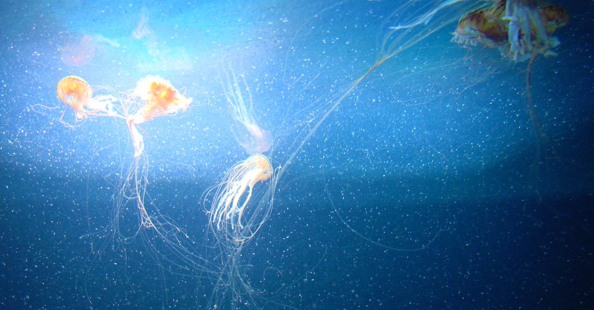 Free stock photo of aquarium, blue, jellyfishes