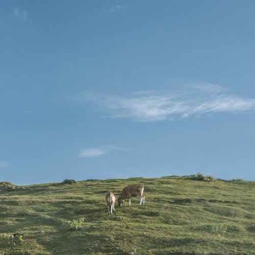 Two Brown Cows Near Green Grass Fields
