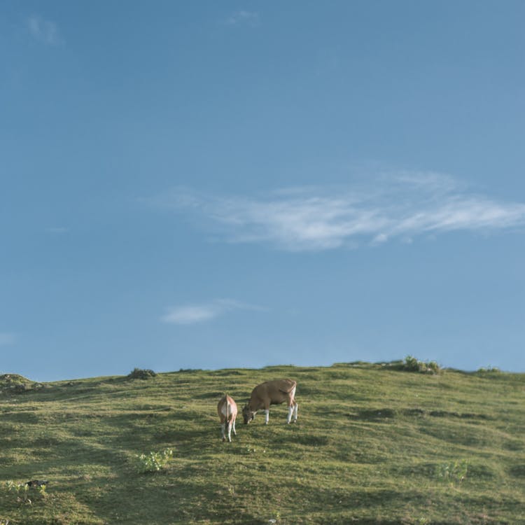 Two Brown Cows Near Green Grass Fields