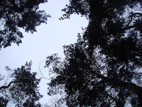 Free stock photo of black, forest, sky