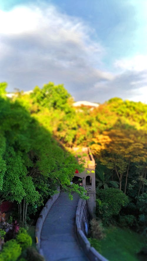 Free stock photo of bridge, green, nature