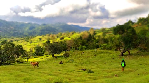 Free stock photo of cows, grass, green