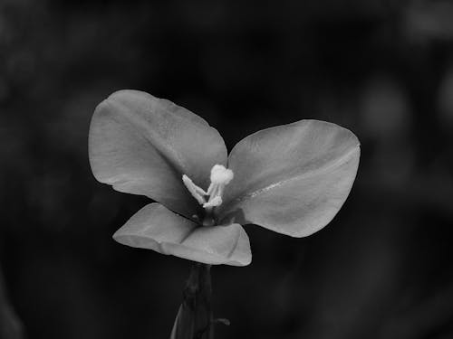Grayscale Photography of 3-petaled Flower